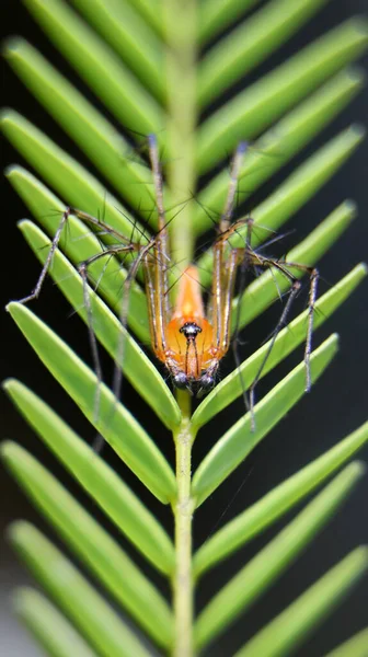 Macrofotografía Vertical Una Araña Lince Rayas Anaranjada Pie Sobre Una — Foto de Stock