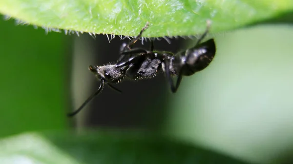 Poziome Makro Ujęcie Wielkiej Czarnej Mrówki Chodzącej Góry Nogami Zielonym — Zdjęcie stockowe