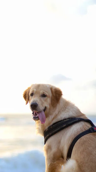 Vertikale Aufnahme Eines Golden Retriever Hundes Der Sich Einem Strahlend — Stockfoto