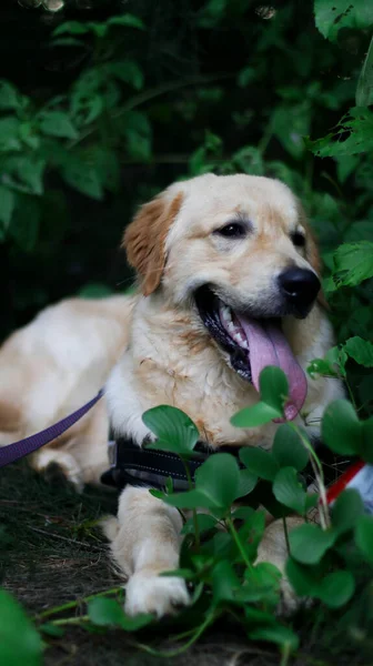 Vertikale Aufnahme Eines Niedlichen Golden Retriever Hundes Mit Ausladender Zunge — Stockfoto