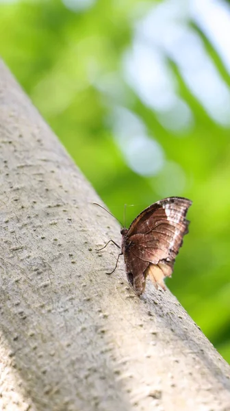 Красивий Коричневий Метелик Сидить Дереві Зеленому Лісі — стокове фото