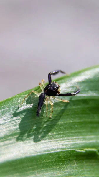 Macrofotografía Escorpión Negro Imitar Salto Araña Pie Borde Una Hoja — Foto de Stock