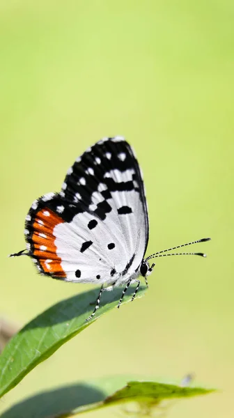 Красивий Метелик Червоною Плямою Чорно Білих Крилах Сидить Листі Зеленому — стокове фото