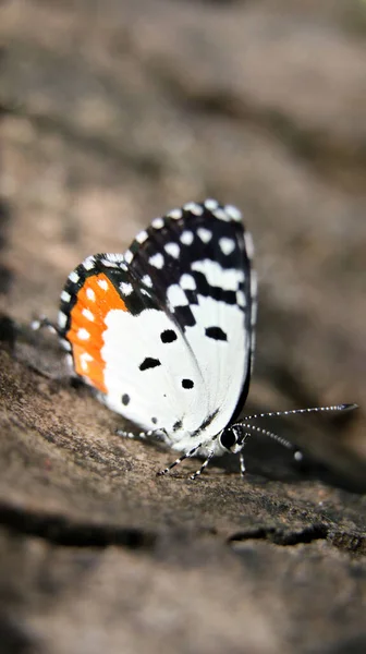 a beautiful butterfly with a red patch on its black and white wings sitting on a brown bark of a tree