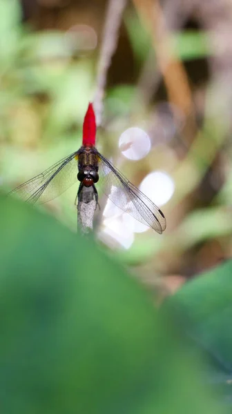 一只红尾蜻蜓栖息在花园里的一片绿叶上 用复合的眼睛看着摄像机 这是一张特写镜头 — 图库照片