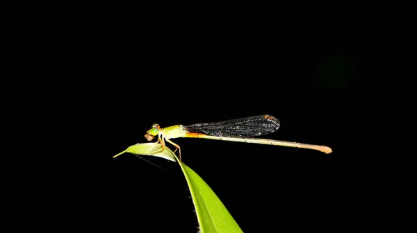 Horizontal Closeup Shot Tiny Green Dragonfly Orange Tipped Tail Perching — Stock fotografie