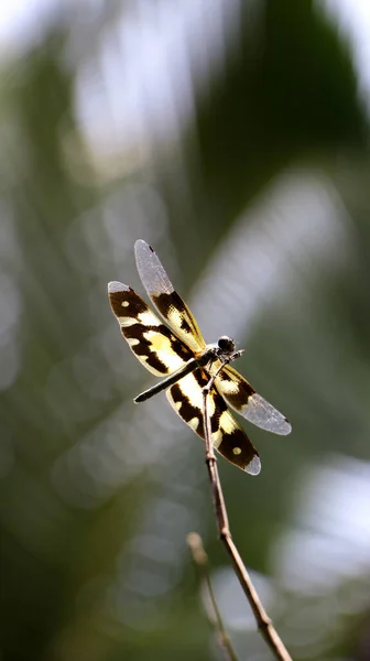 zoomed in vertical shot of a tiger dragonfly with yellow banded wings perching on top of a branch in the garden