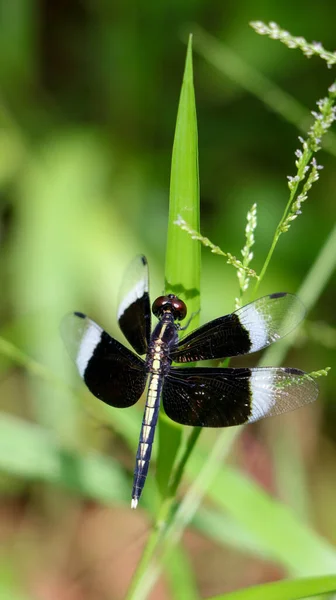 夏日的早晨 一只长着黑色翅膀的水稻草蜻蜓栖息在花园里的一片叶子上 — 图库照片