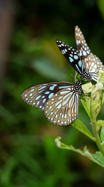 在蝴蝶花园里 一对蓝虎蝴蝶坐在一棵绿色的植物上 互相嬉戏 — 图库照片