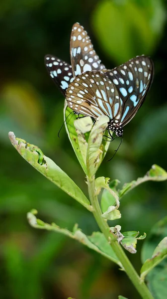 Vertikale Nahaufnahme Eines Paares Blauer Tigerschmetterlinge Die Miteinander Spielen Sitzend — Stockfoto