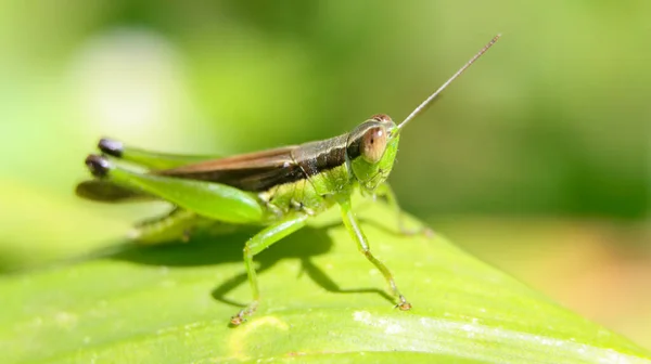 Saltamontes Verde Con Una Línea Marrón Espalda Sentado Una Hoja — Foto de Stock