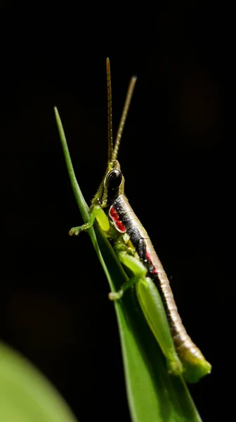 一只长触角的短角花冠蚱蜢的垂直特写镜头 它站立在一片深黑背景中的绿叶上 — 图库照片