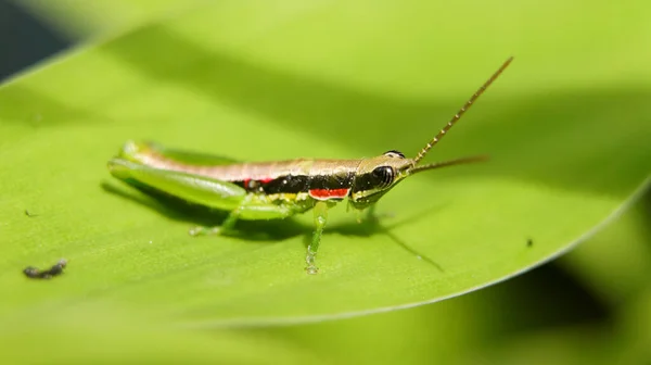 Uzun Bir Antenle Yeşil Bir Yaprağın Üzerinde Duran Yeşil Boynuzlu — Stok fotoğraf
