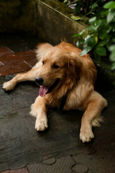 a beautiful, hairy golden retriever dog laying down and relaxing at evening in the rainy season