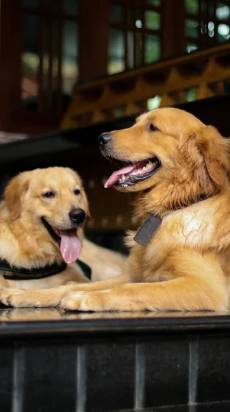 Vertical Shot Two Beautiful Hairy Golden Retriever Dogs Laying Relaxing — Stockfoto