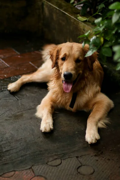 Ένα Όμορφο Τριχωτό Σκυλί Golden Retriever Ξαπλώνει Και Χαλαρώνει Βράδυ — Φωτογραφία Αρχείου