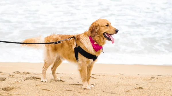 Beautiful Golden Retriever Dog Wearing Dog Harness Leash Standing Sand — Stockfoto