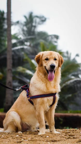 Full Size Shot Beautiful Golden Retriever Dog Wearing Dog Harness — Stockfoto