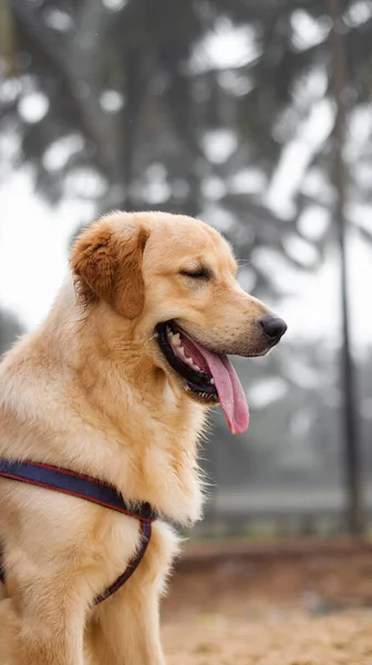 Close Shot Beautiful Golden Retriever Dog Wearing Dog Harness Panting — Stockfoto