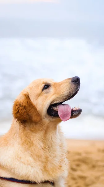 Close Headshot Beautiful Happy Golden Retriever Dog Looking Its Tongue — Stockfoto