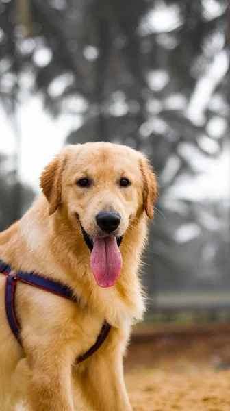 Close Shot Beautiful Golden Retriever Dog Wearing Dog Harness Panting — Stockfoto