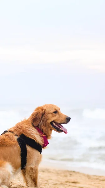 Beautiful Hairy Golden Retriever Dog Wearing Dog Harness Chilling Beach — Stockfoto