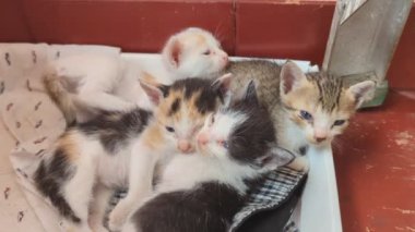 four adorable newborn baby kittens just woke up from their nap in the litter box