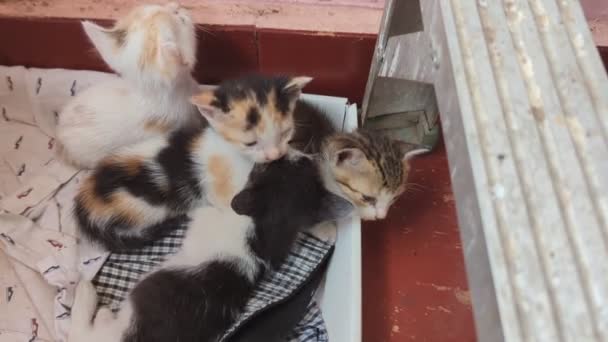 Four Adorable Newborn Baby Kittens Just Woke Nap Litter Box — Videoclip de stoc