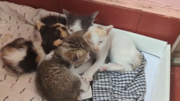 Four Adorable Newborn Baby Kittens Just Woke Nap Litter Box — Stock Video