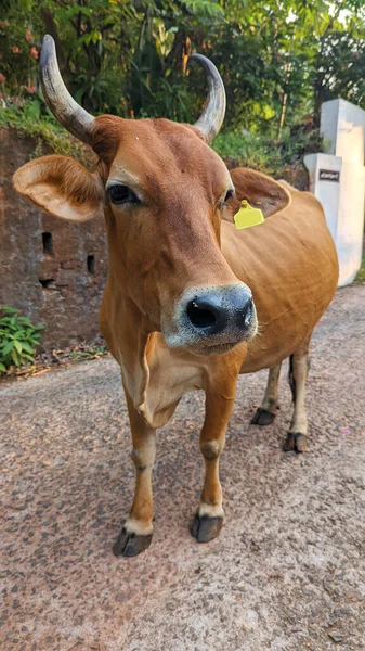 Eine Braune Kuh Die Abends Geduldig Auf Dem Acker Lauscht — Stockfoto