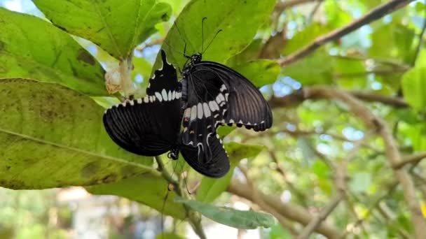 晴れた日には明るい森の中の葉に群生する黒いモルモン蝶 — ストック動画