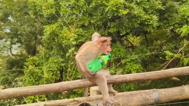 観光客が森の中に投げ込んだプラスチック製のソフトドリンクボトルを持って逃げ回る猿 — ストック動画