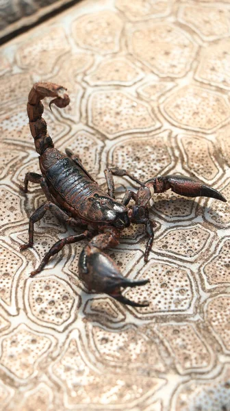 Schwarzer Skorpion Bereit Mit Seinem Schwanzstachel Zuzuschlagen Mit Schlamm Bedeckt — Stockfoto