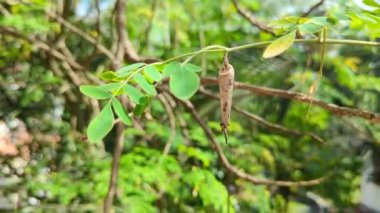 Yaz sabahı yapraklarla dolu küçük bir dalda asılı bir böcek kozası.