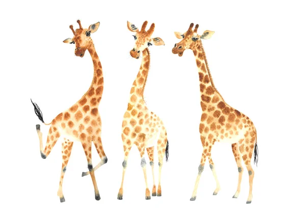 Company Funny Cute Giraffes Your Amazing Projects Watercolor Clipart Set — Stock Photo, Image