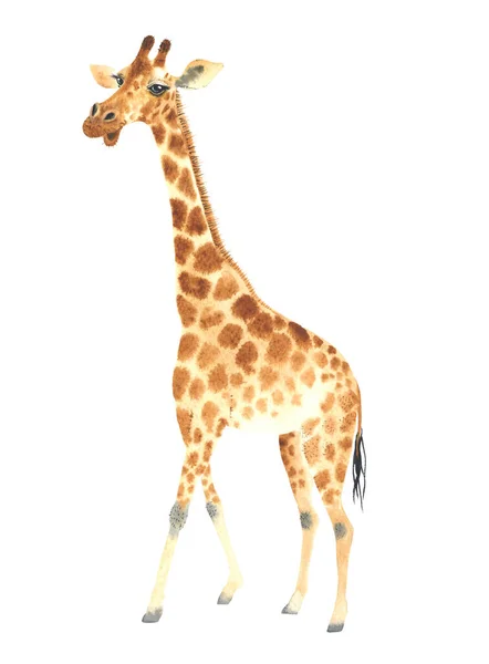 Affisch Med Giraff Akvarell Giraff Djur Illustration Isolerad Vit Bakgrund — Stockfoto