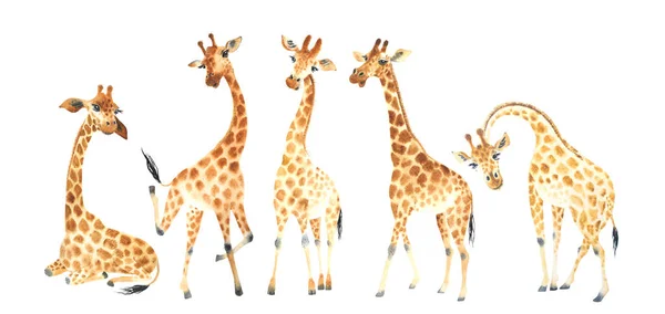 Een Bedrijf Van Grappige Schattige Giraffen Voor Geweldige Projecten Aquarel — Stockfoto