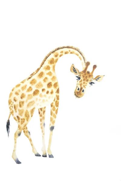 Affisch Med Giraff Akvarell Giraff Djur Illustration Isolerad Vit Bakgrund — Stockfoto