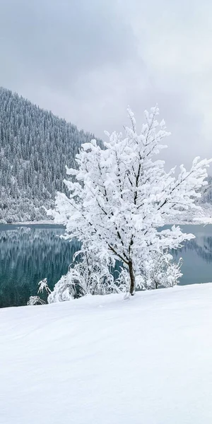 Et træ dækket med sne og frost på baggrund af en bjergsø - Stock-foto