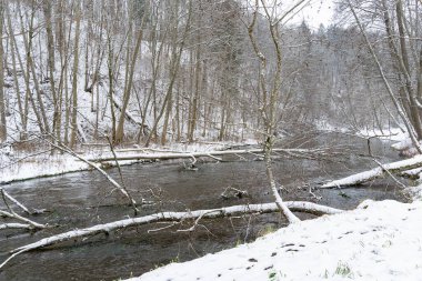 Trees that fell into the river in winter