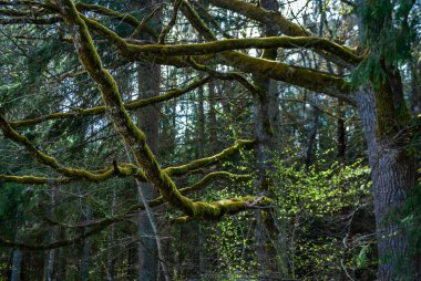 Bahar ormanında yosun kaplı ağaç dalları
