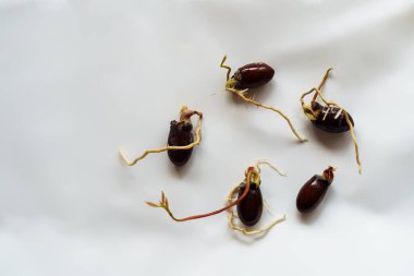 Beyaz arka planda tohumlardan filizlenen beş liçi..