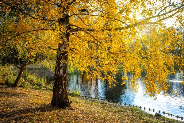 Árbol Otoño Con Hojas Amarillas Cerca Del Río Parque — Foto de Stock