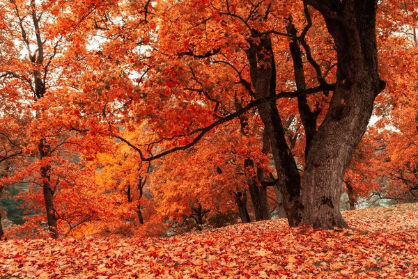 The ground is covered with autumn fallen leaves and a tree with autumn leaves in a park in Dubiningiai, Lithuania