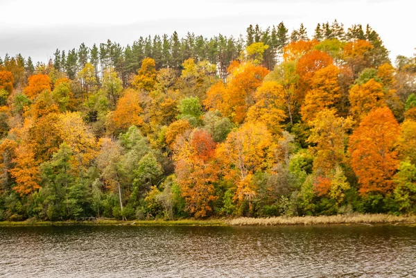 Coloridos Árboles Otoño Fondo Del Lago Asveja Dubingiai Lituania — Foto de Stock