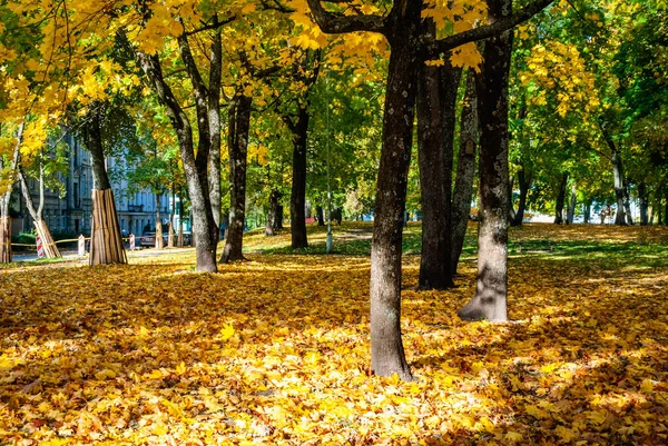 Follaje Otoñal Caído Color Amarillo Troncos Árbol Parque — Foto de Stock