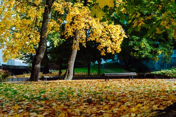 Árboles Con Follaje Amarillo Hojas Caídas Una Plaza Vilna Otoño — Foto de Stock