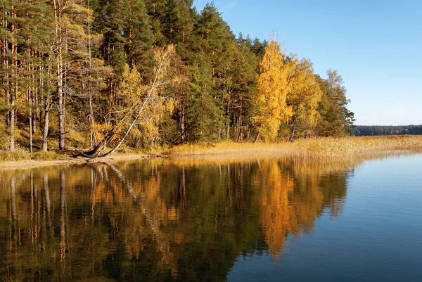 Осінній Ліс Березі Озера Балтіеджі Лакаджаї Лабанораському Обласному Парку Литва — стокове фото