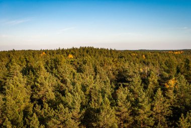 Kuş bakışı bir kozalaklı çam ormanının arka planında bulutsuz mavi bir gökyüzü.