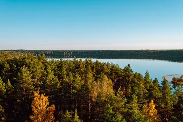 View Coniferous Treetops Lake Baltieji Lakajai Labanoras Regional Park Lithuania — Stock Photo, Image